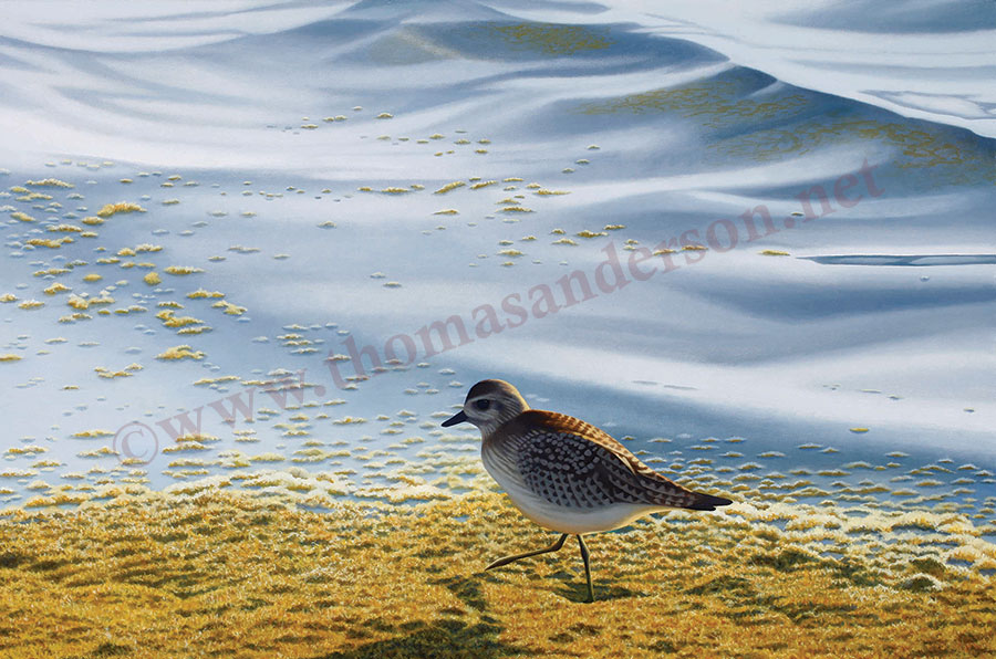 Plover and Algae